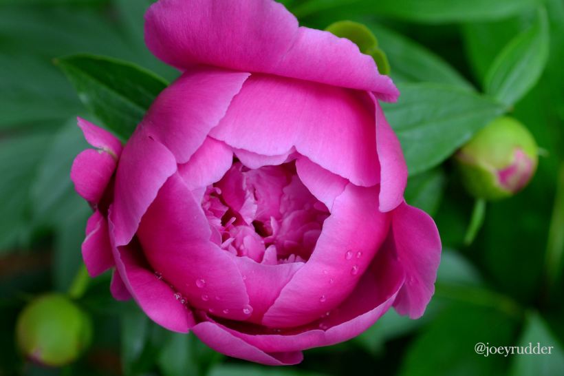 twitter pink hope flower